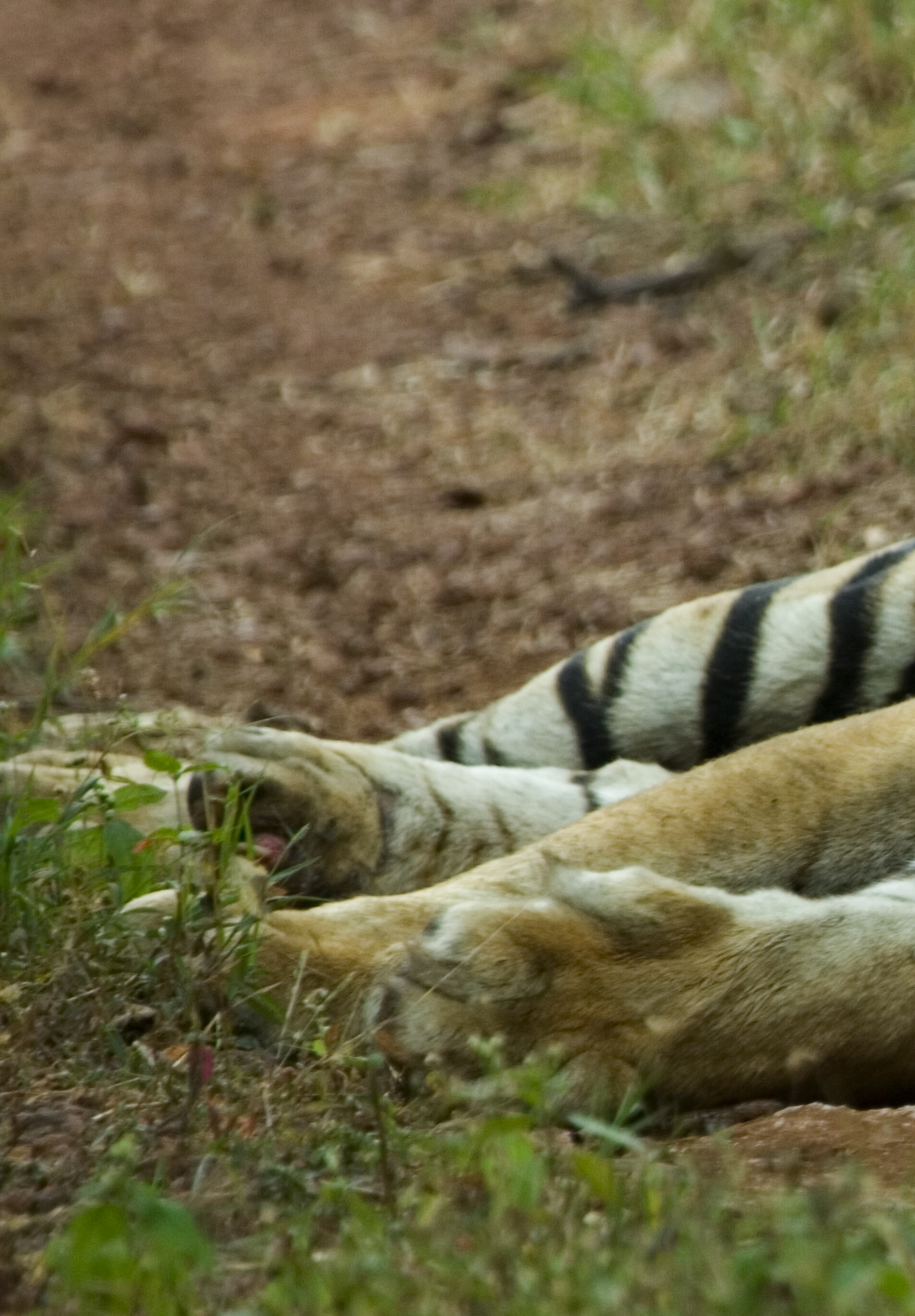 Injured Tiger from Kanha