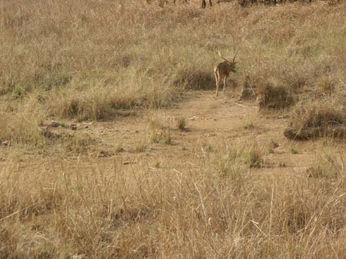 Tigers of India Picture Gallery of Kanha National Park- Dear