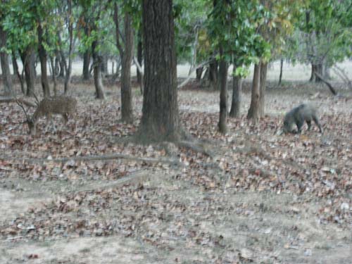 Tigers of India Picture Gallery of Kanha National Park-Deer