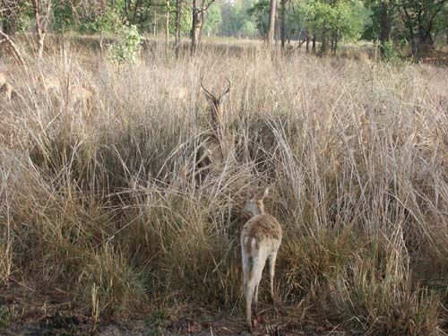 Tigers of India Picture Gallery of Kanha National Park-Deer