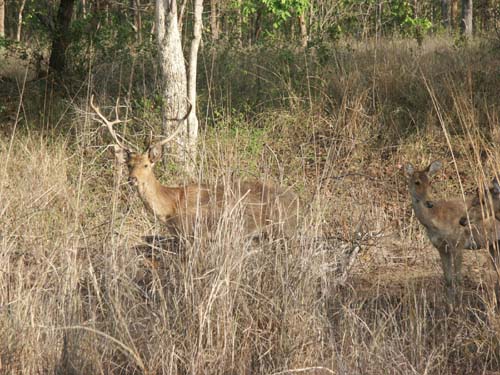 Tigers of India Picture Gallery of Kanha National Park-Deer