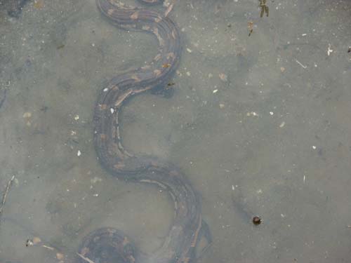 Tigers of India Picture Gallery of Kanha National Park-Snake