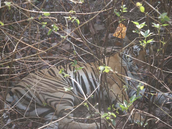 Tigers of India Picture Gallery of Kanha National Park-Tiger