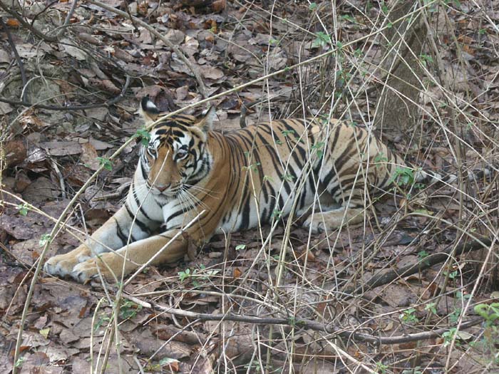 Tigers of India Picture Gallery of Kanha National Park-Tiger