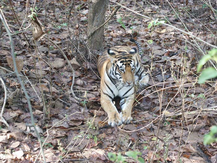 Tigers of India Picture Gallery of Kanha National Park-Tiger
