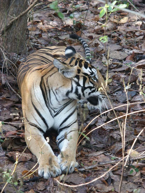 Tigers of India Picture Gallery of Kanha National Park-Tiger