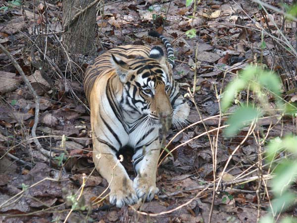 Tigers of India Picture Gallery of Kanha National Park-Tiger