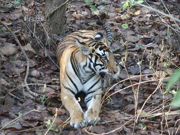 Tigers of India Picture Gallery of Kanha National Park-Tiger