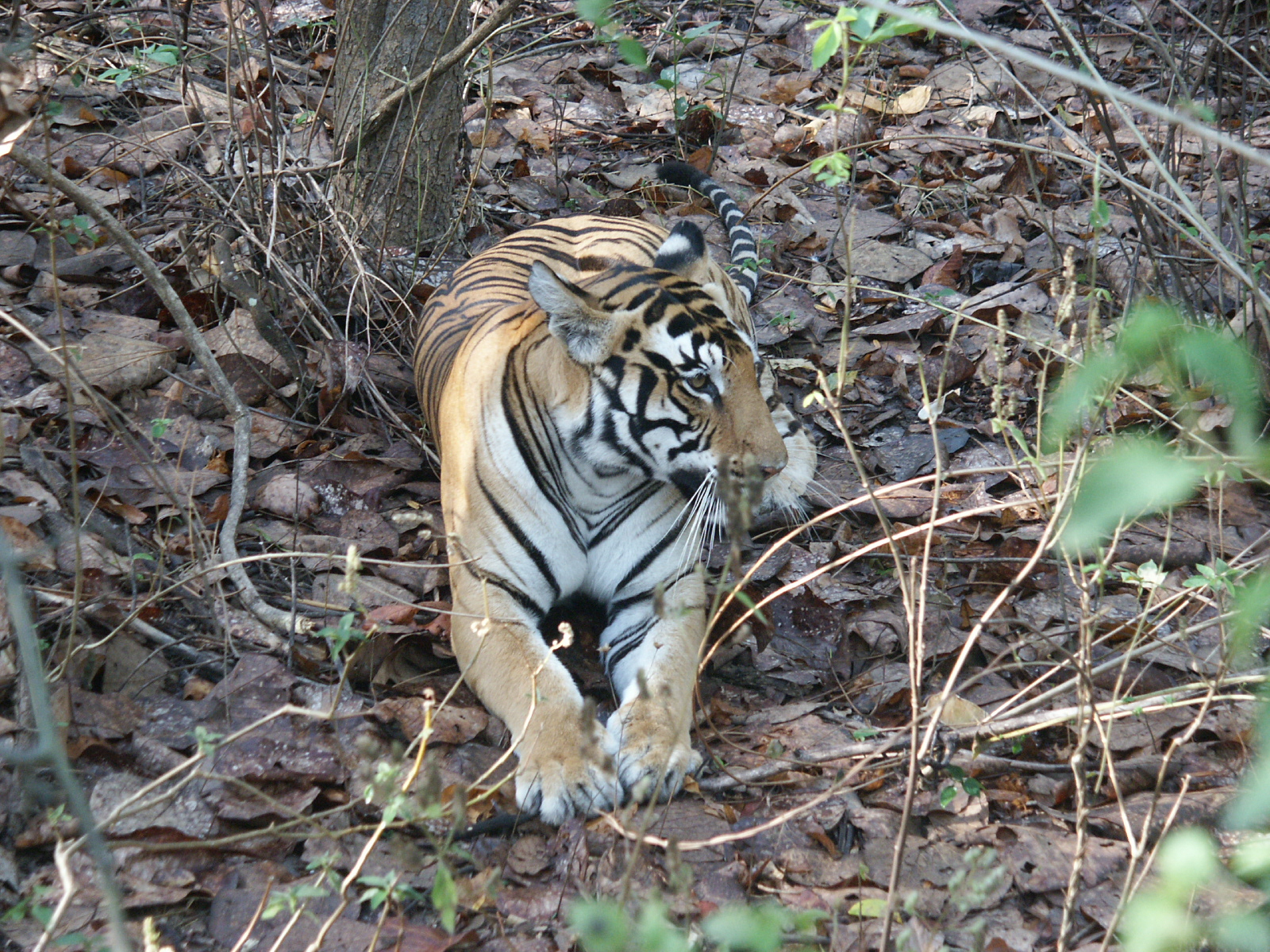 Tigers of India Picture Gallery of Kanha National Park-Tiger