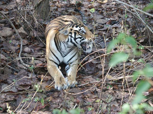 Tigers of India Picture Gallery of Kanha National Park-Tiger