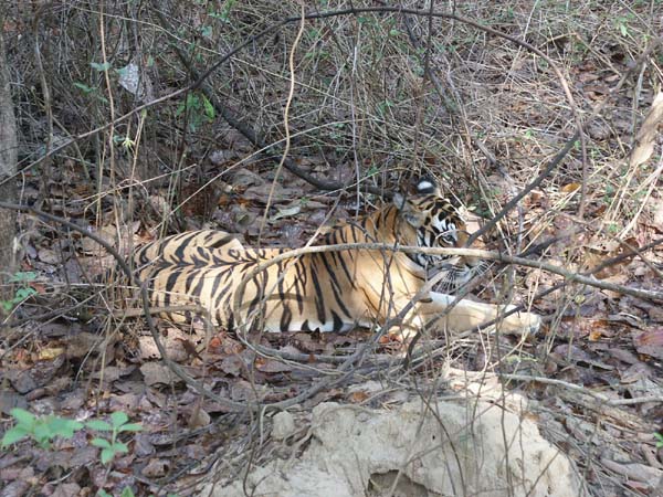 Tigers of India Picture Gallery of Kanha National Park-Tiger