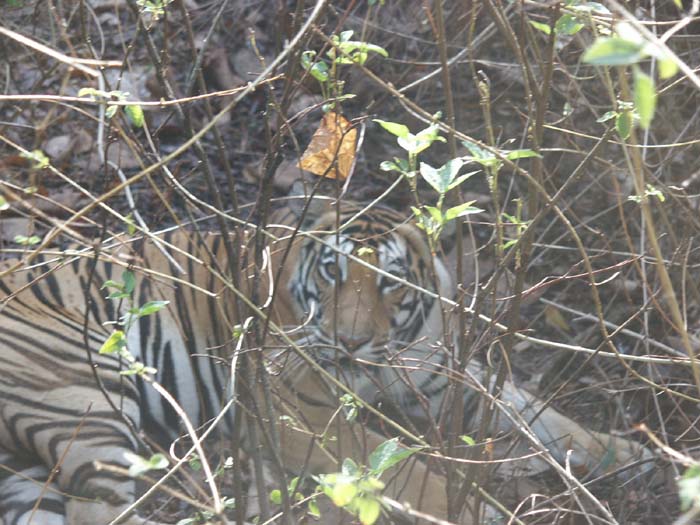 Tigers of India Picture Gallery of Kanha National Park-Tiger