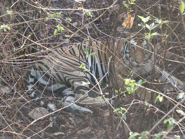 Tigers of India Picture Gallery of Kanha National Park-Tiger