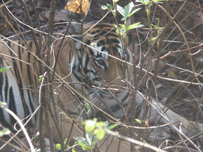 Tigers of India Picture Gallery of Kanha National Park-Tiger