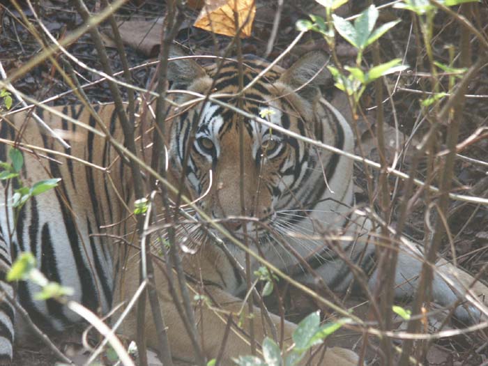 Tigers of India Picture Gallery of Kanha National Park-Tiger