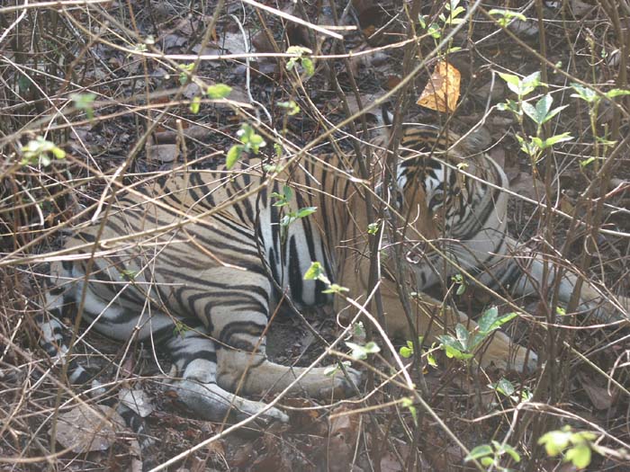 Tigers of India Picture Gallery of Kanha National Park-Tiger