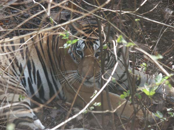 Tigers of India Picture Gallery of Kanha National Park-Tiger