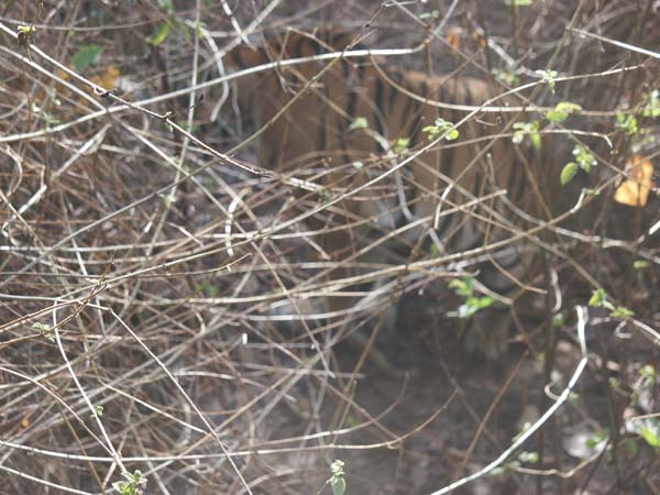 Tigers of India Picture Gallery of Kanha National Park-Tiger