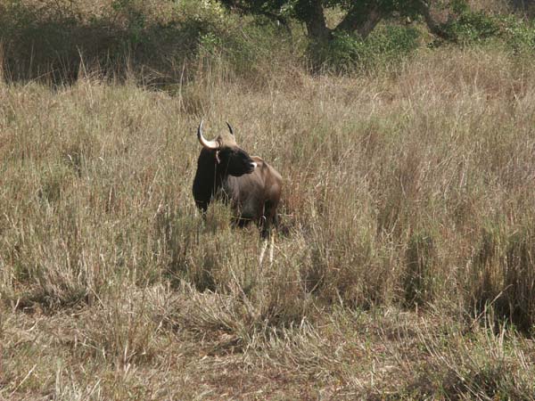 Tigers of India Picture Gallery of Kanha National Park-Yak