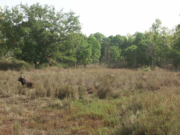 Tigers of India Picture Gallery of Kanha National Park-Yak