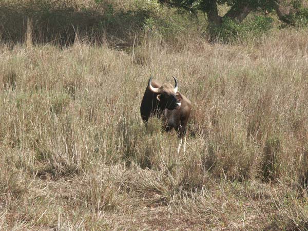 Tigers of India Picture Gallery of Kanha National Park-Yak