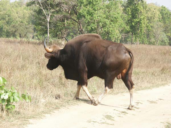 Tigers of India Picture Gallery of Kanha National Park-Yak