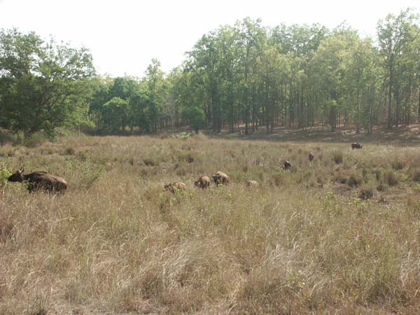 Tigers of India Picture Gallery of Kanha National Park-Yak