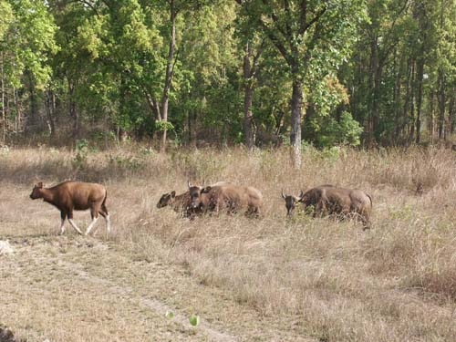 Tigers of India Picture Gallery of Kanha National Park-Yak