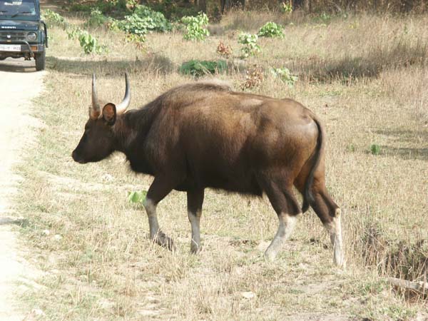 Tigers of India Picture Gallery of Kanha National Park-Yak