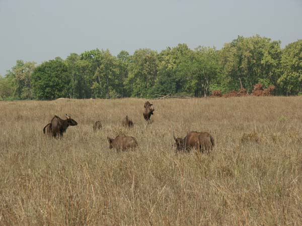 Tigers of India Picture Gallery of Kanha National Park-Yak