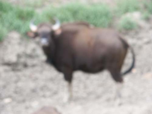 Tigers of India Picture Gallery of Kanha National Park-Yak