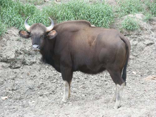 Tigers of India Picture Gallery of Kanha National Park-Yak