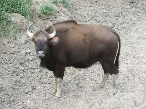 Tigers of India Picture Gallery of Kanha National Park-Yak