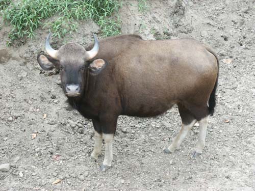 Tigers of India Picture Gallery of Kanha National Park-Yak