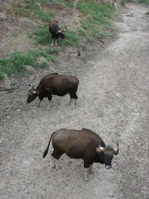 Tigers of India Picture Gallery of Kanha National Park-Yak