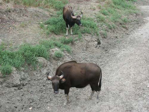 Tigers of India Picture Gallery of Kanha National Park-Yak