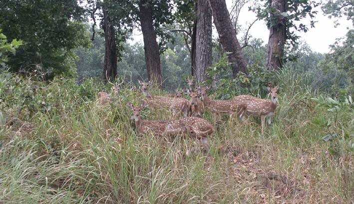 Tigers of India Picture Gallery of Kanha National Park Cheetals