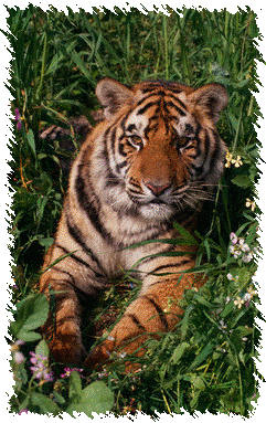 Tigers of India,Indian Tigers