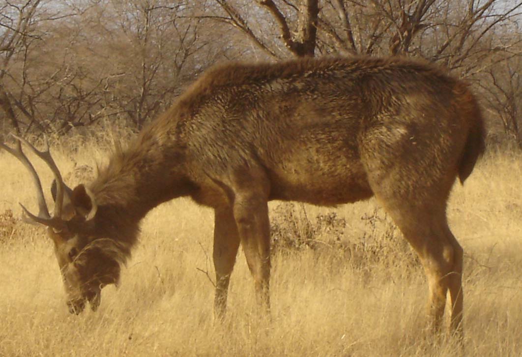 Picture Gallery of indian national parks ranthambhore jungle