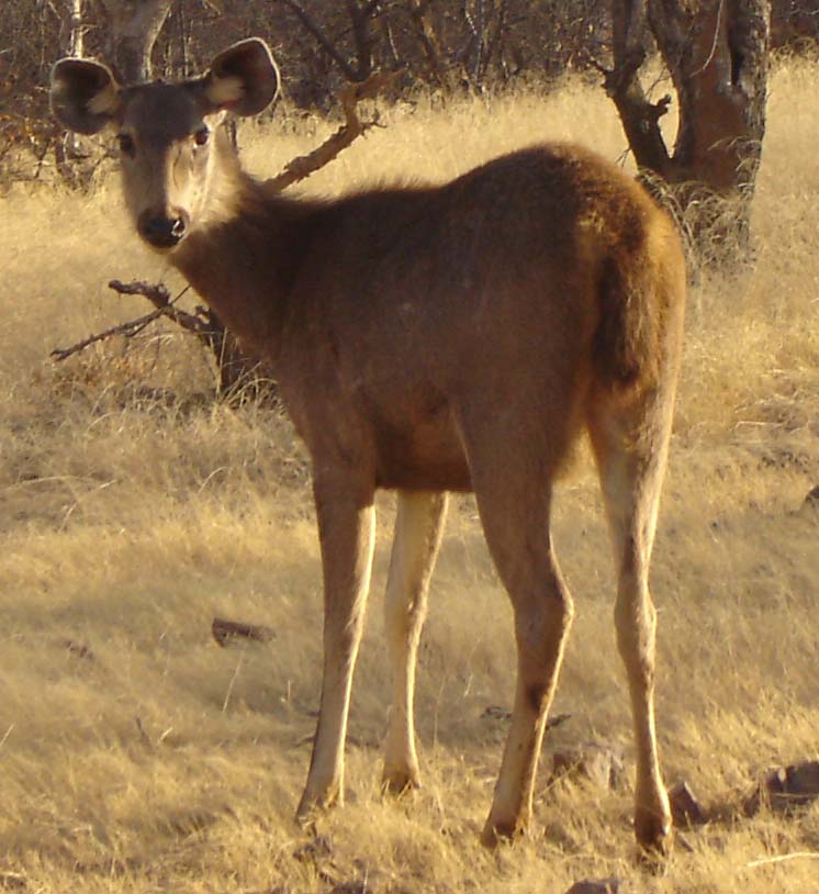 Picture Gallery of indian national parks Ranthambhore Deer