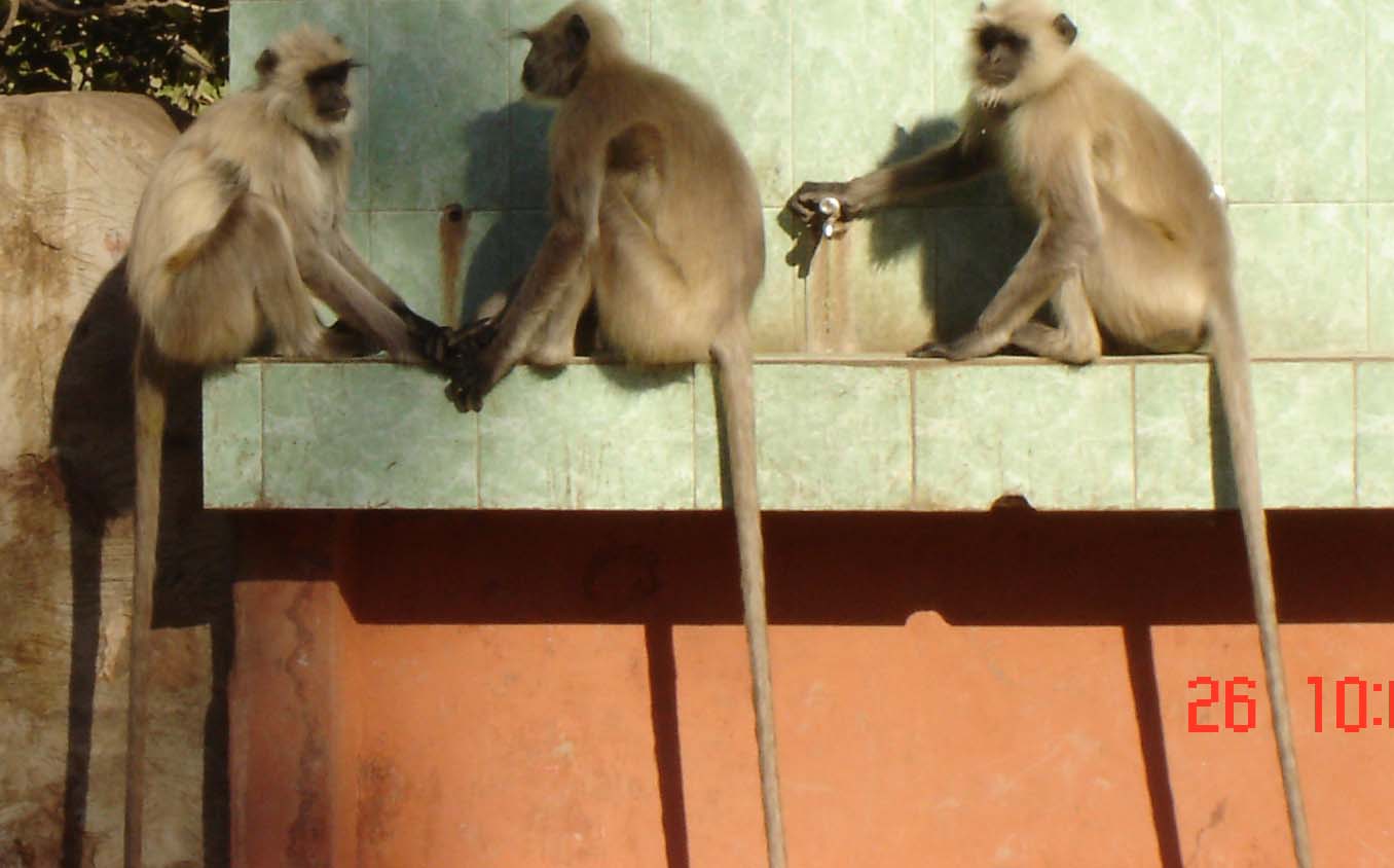 Picture Gallery of indian national parks ranthambhore Monkeys